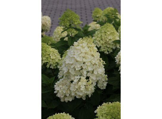 Hortensja bukietowa Silver Dollar C3 30 - 40 cm