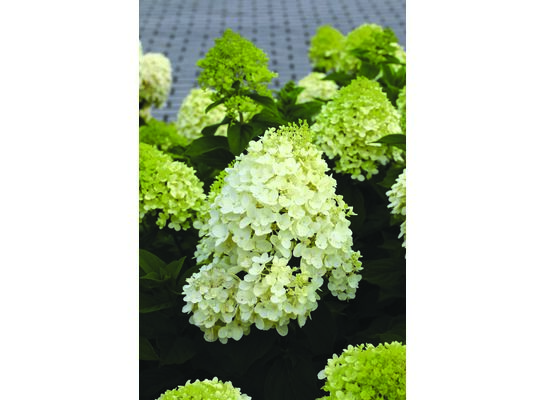Hortensja bukietowa Silver Dollar C3 30 - 40 cm