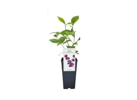 Pięknotka Bodiniera Profusion wys. 35 cm C2