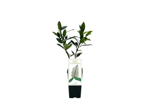 Laurowiśnia Otto Luyken 35 cm C2