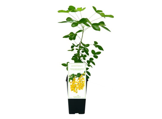 Złotokap pospolity 35 cm C2