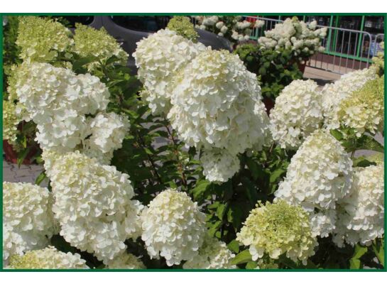 Hortensja bukietowa Phantom C3 30 - 40 cm