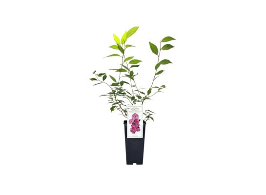 Wiśnia japońska Pink Perfection wys. 35 cm C2