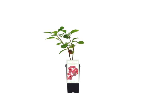 Perukowiec podolski Grace wys. 35 cm C2