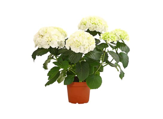 Hortensja ogrodowa 45 cm doniczka 23 cm