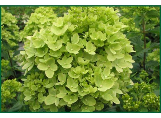 Hortensja bukietowa Limelight C3 30 - 40 cm