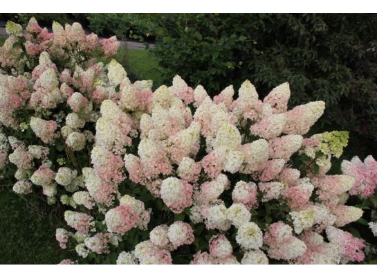 Hortensja bukietowa Sundae Fraise C3 30 - 40 cm