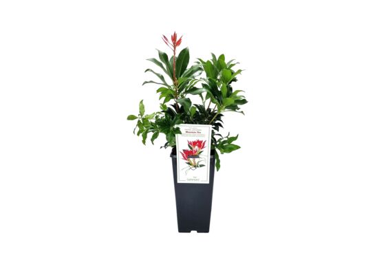 Pieris japoński Mountain Fire wys. 35 cm C2