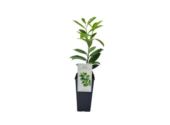 Laurowiśnia Caucasica wys. 35 cm C2