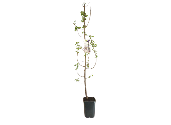 Śliwa kolumnowa wys. 140-180 cm don. 20 cm