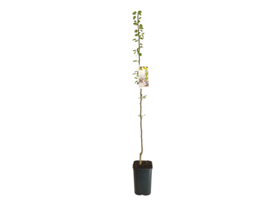 Grusza kolumnowa wys. 140-180 cm don. 20 cm
