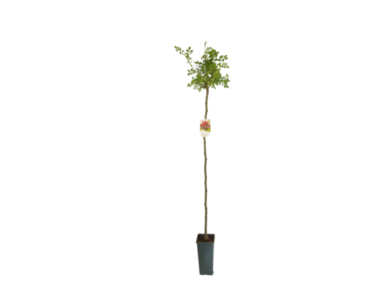 Róża na pniu wys. 80-100 cm don. 3 l mix mdon. 11 cm