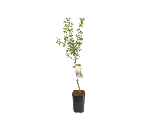 Wiśnia kolumnowa 120-160 cm doniczka 20 cm