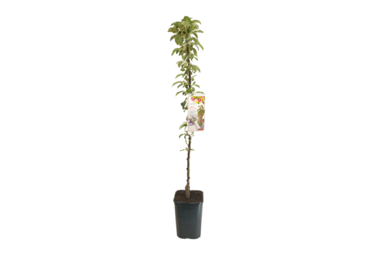 Jabłoń kolumnowa wys. 120-160 cm don. 20 cm