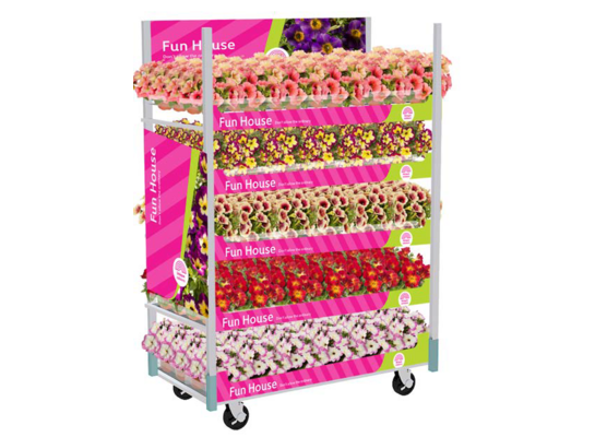 Petunia Fun House Premium doniczka 12 cm mix