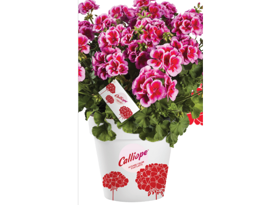 Pelargonia Calliope doniczka wys. 25 cm, don. 12 cm mix