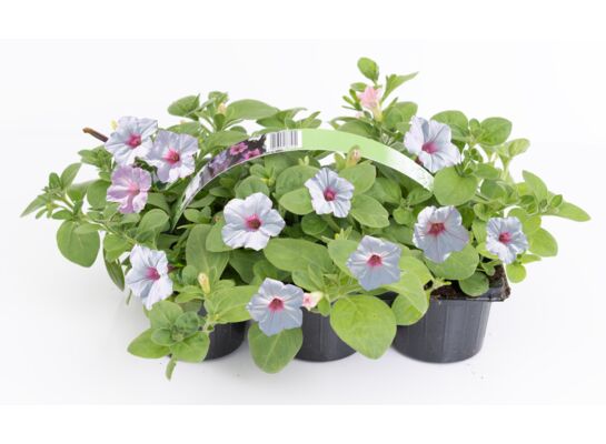 Petunia 6-pak 25 cm doniczka 9 cm mix