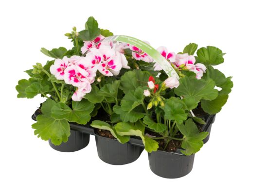 Pelargonia rabatowa 6-pak wys. 25 cm doniczka 9 cm mix