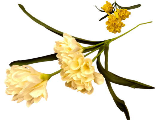 Edgeworthia papierodajna 80 x 15 cm mix