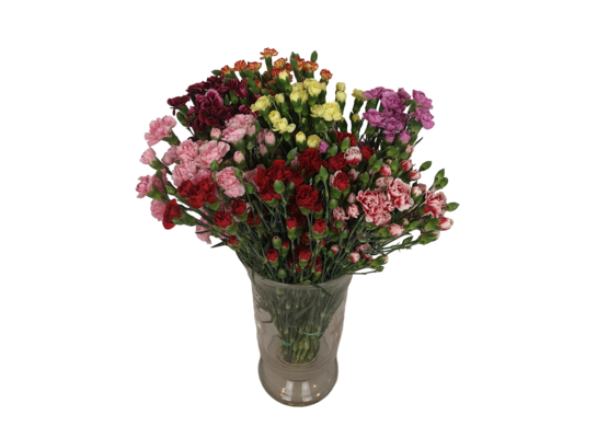 Goździk premium w bukiecie 10 sztuk dł.50 cm mix