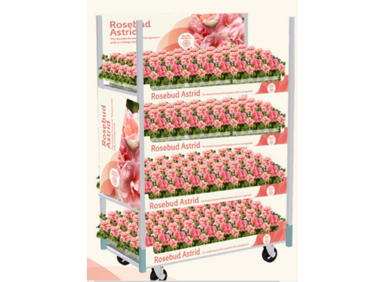 Pelargonia Rosebud Astrid PREMIUM wys. 25 cm doniczka 12 cm