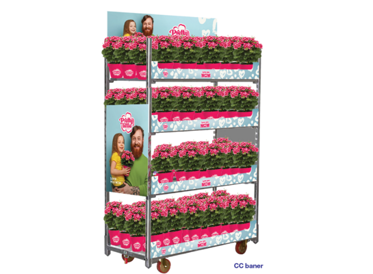 Pelargonia Pretty Little PREMIUM 25 cm doniczka 12 cm