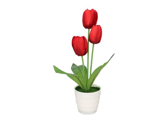 Tulipan 35 cm w doniczce
