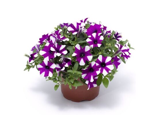 Petunia Shortcake Blueberry PREMIUM wys. 25 cm doniczka 12 cm