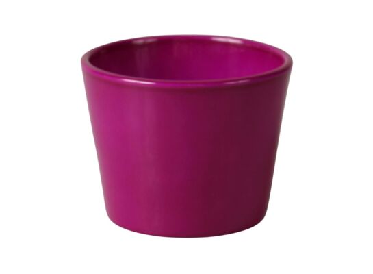 Osłonka Prymula 12 cm lazur purpurowy