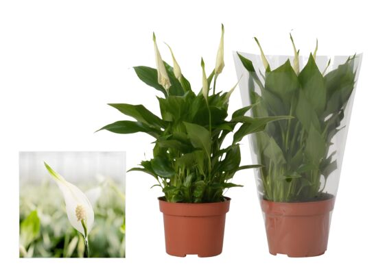 Spathiphyllum Rondo Blanco Sleeve 30 cm doniczka 10,5 cm biały