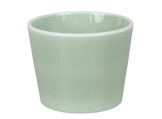 Osłonka Prymula 12 cm lazur szałwia zielony