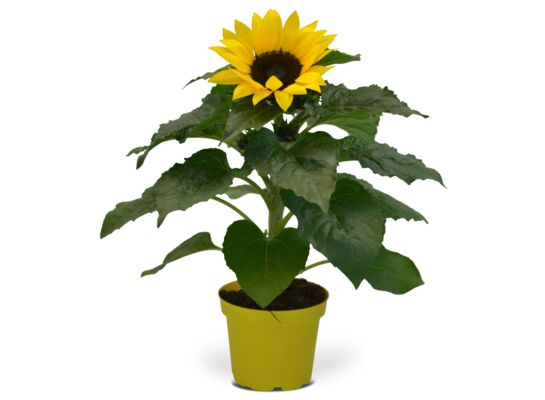 Słonecznik 37 cm doniczka 13 cm