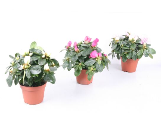 Azalia 25 cm doniczka 12 cm mix