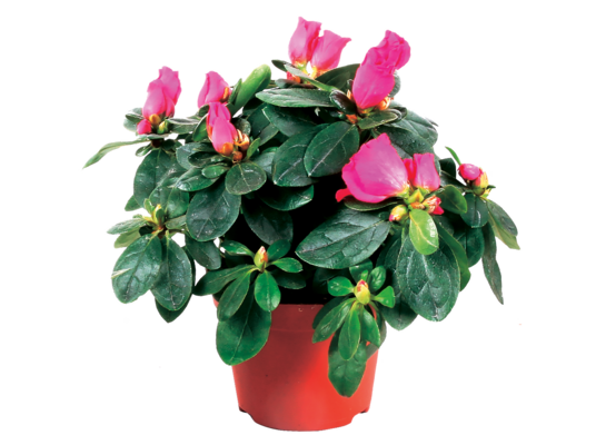 Azalia 25 cm doniczka 12 cm mix