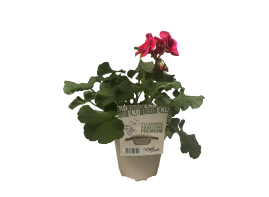 Pelargonia premium w doniczce EKO don. 12 cm wys. 25 cm