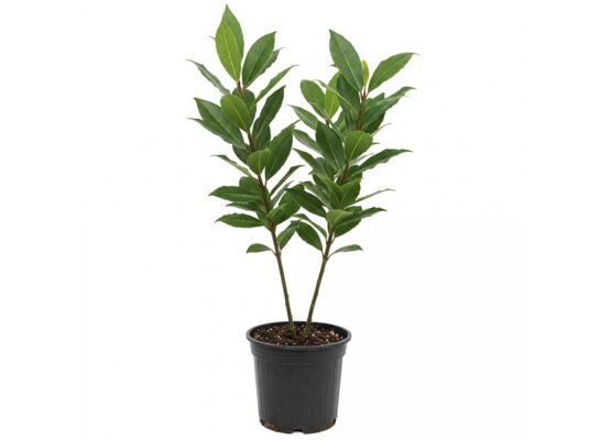 Laurowiśnia w odmianach, wys. 30-40cm, don. 3L