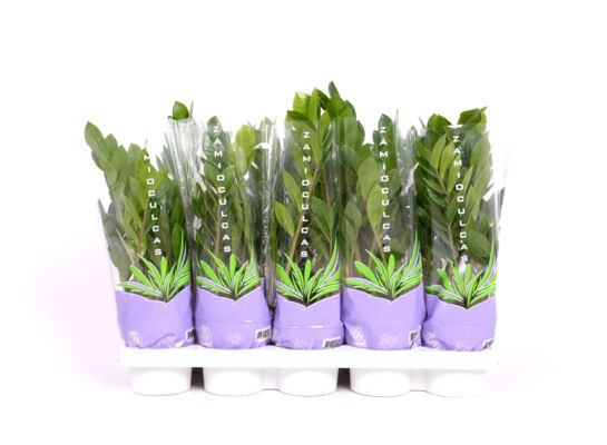 Zamioculcas wys. 40 cm don. 12 cm