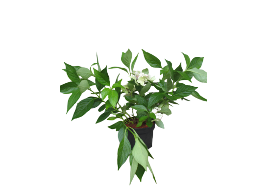 Hortensja piłkowana mix C5 40 - 60 cm