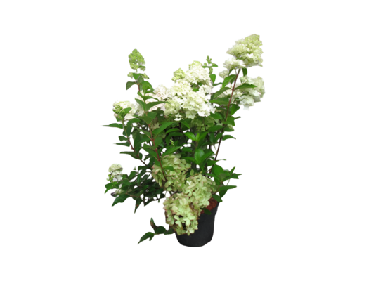 Hortensja wiechowata PREMIUM z serii LIVING 60 - 80 cm doniczka 36 cm mix