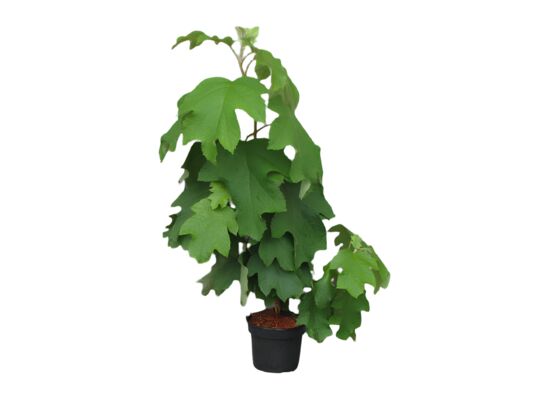 Hortensja dębolistna wys. 40-60 cm don. 28 cm mix