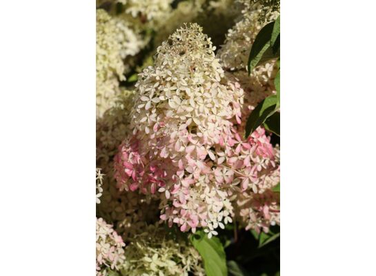 Hortensja wiechowata mix PREMIUM z serii LIVING doniczka 18 cm