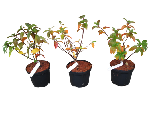 Hortensja wiechowata Framboisine doniczka 18 cm