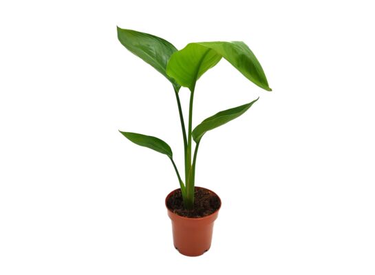 Strelicja Nicolai wys. 35 cm don. 12 cm