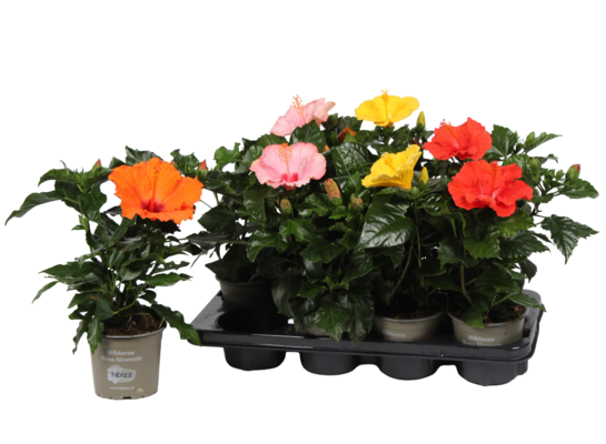Hibiscus doniczka 13 cm mix