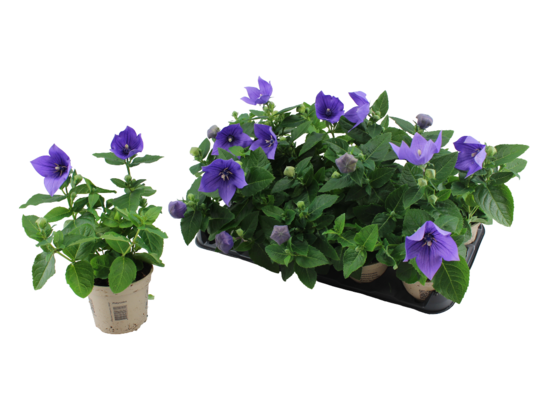 Platycodon doniczka 12 cm