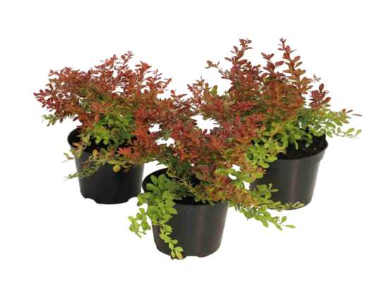 Berberys Coral wys. 20-30 cm don. 2 l