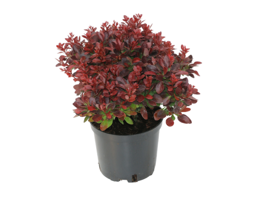 Berberys Admiration wys. 20-30 cm don. 17 cm