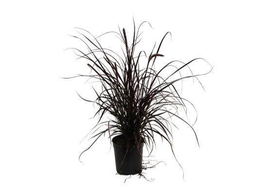 Turzyce i rozplenice wys. 30-40 cm don. 3 l mix