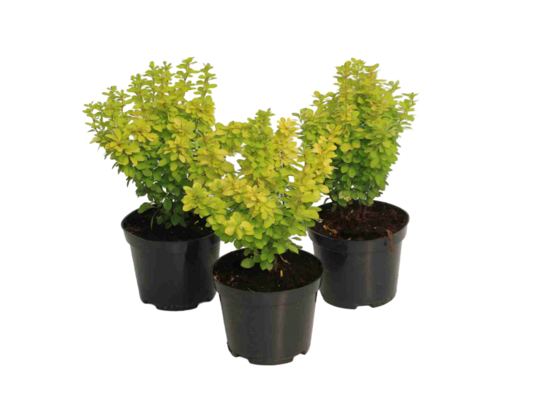 Berberys Maria wys. 30-40 cm don. 2 l