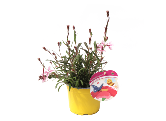 Rośliny miododajne P15 mix wys. 20-30 cm